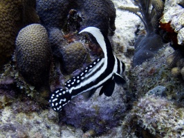 IMG 4086 Spotted Drumfish